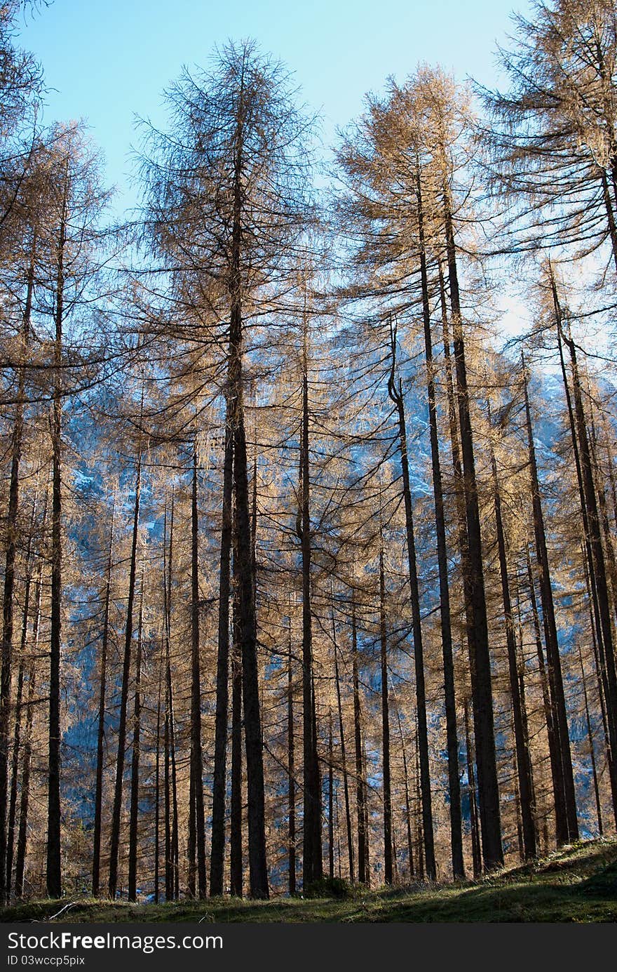 Typical alp wood in Slovenia. Typical alp wood in Slovenia.