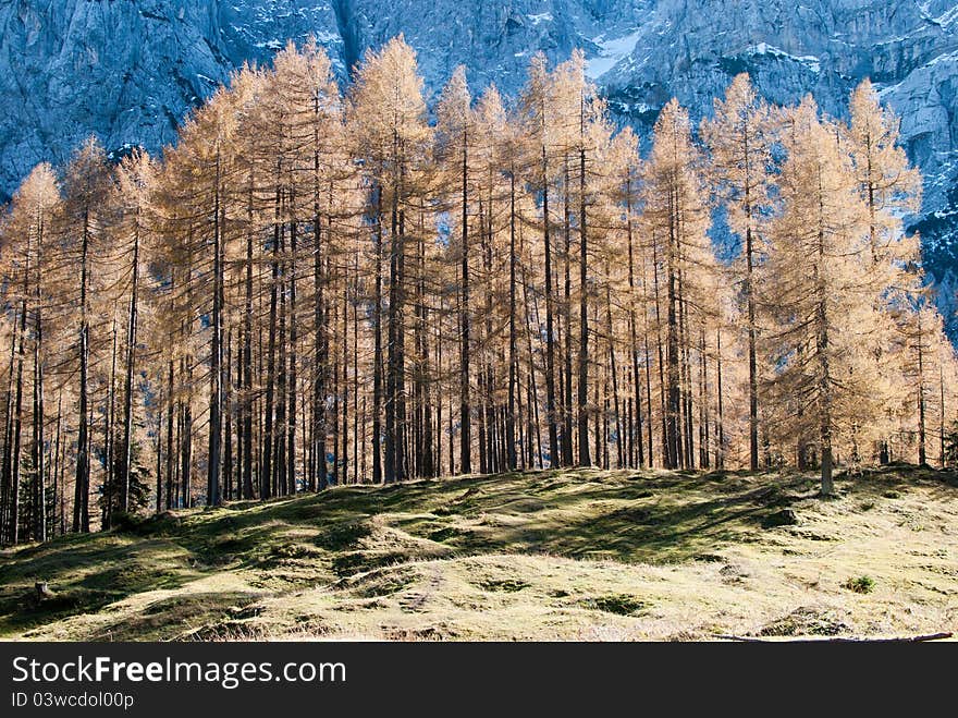 Typical alp wood in Slovenia. Typical alp wood in Slovenia.