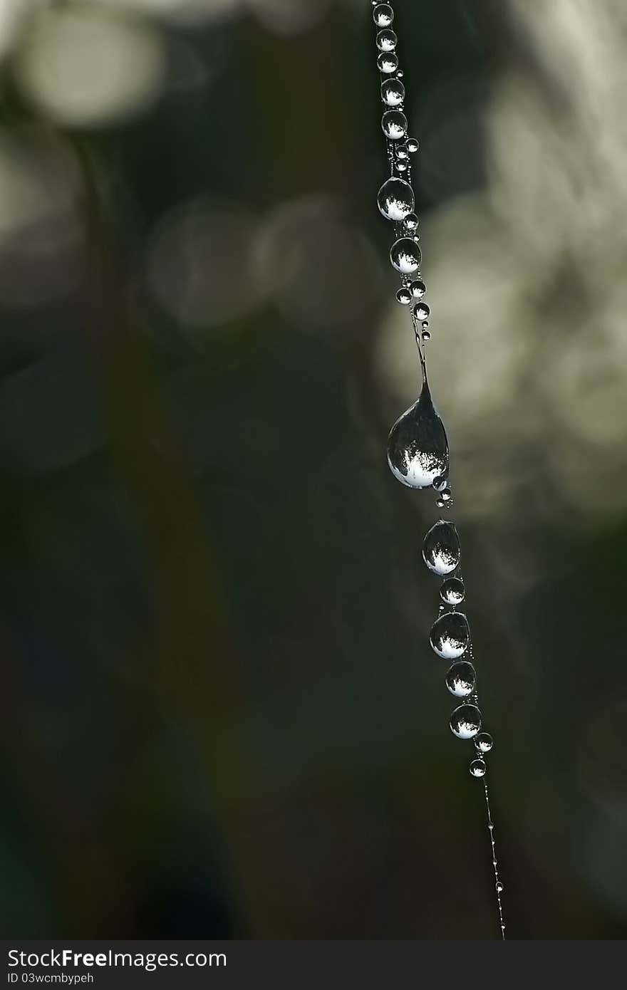 Spider web with water drops.