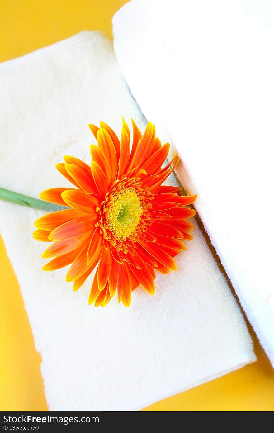 Blooming red  flower on soft towel. Blooming red  flower on soft towel