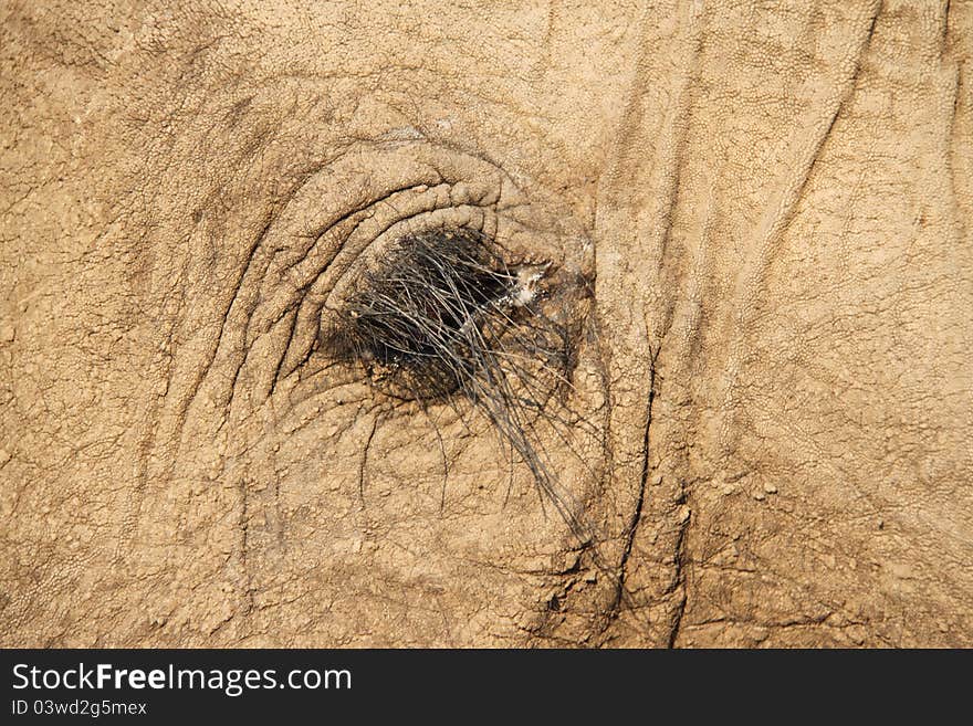 Elephant eye in Zimbabwe - closeup