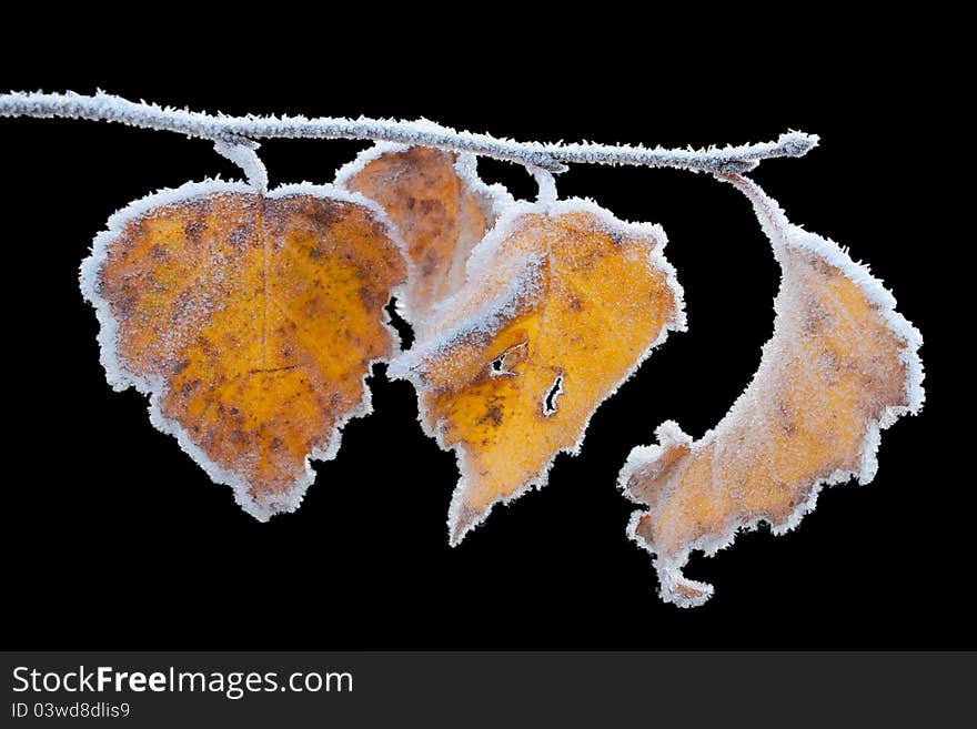 Frozen leaves