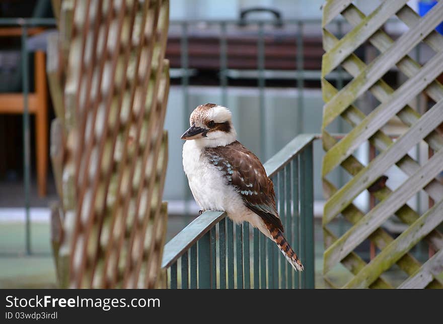 Australian native Kookaburra sits on balcony balustrade. Sydney, Australia.