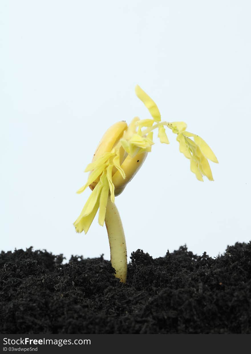 Young plant of the tamarind