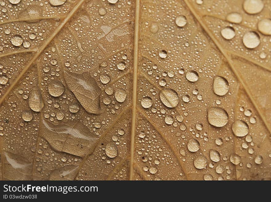 Close-up of leaf in Fall color with water droplets. Close-up of leaf in Fall color with water droplets.