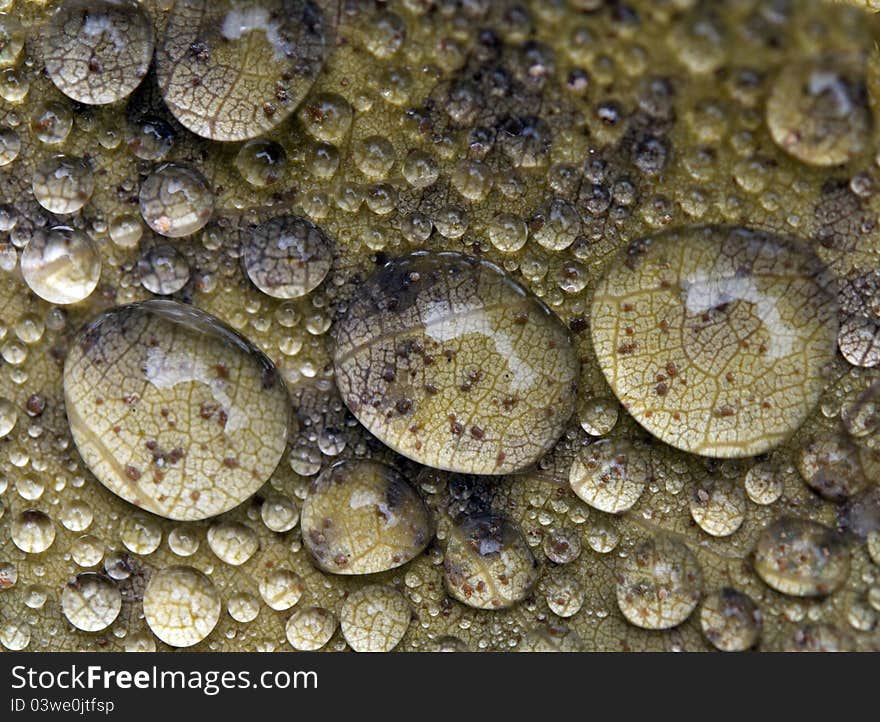 Close-up of leaf in Fall color with water droplets. Close-up of leaf in Fall color with water droplets.