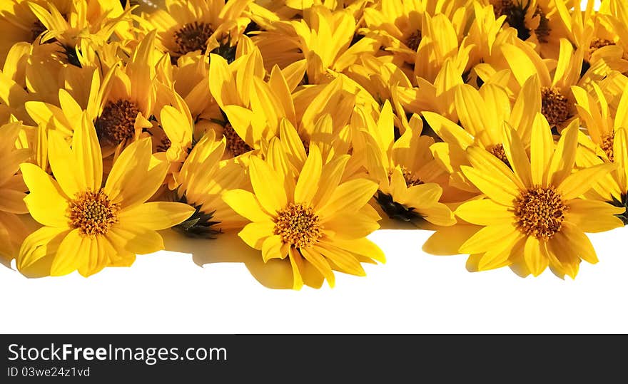 Large plant on the corollas yellow daisies cut and arranged on a white background. Large plant on the corollas yellow daisies cut and arranged on a white background