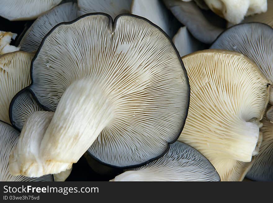 The close-up of pleurotus mushroom