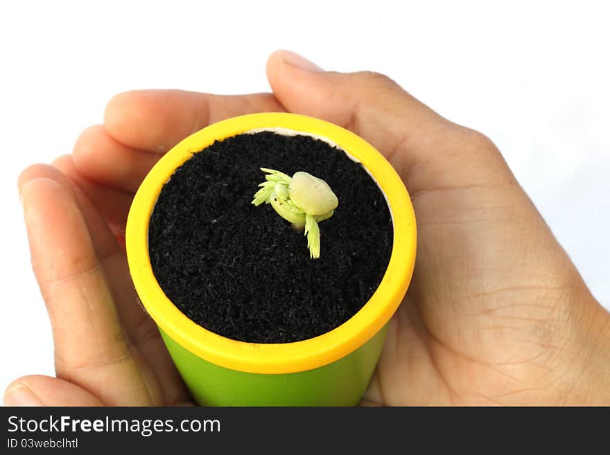 The young plant of the tamarind in a hand on white background