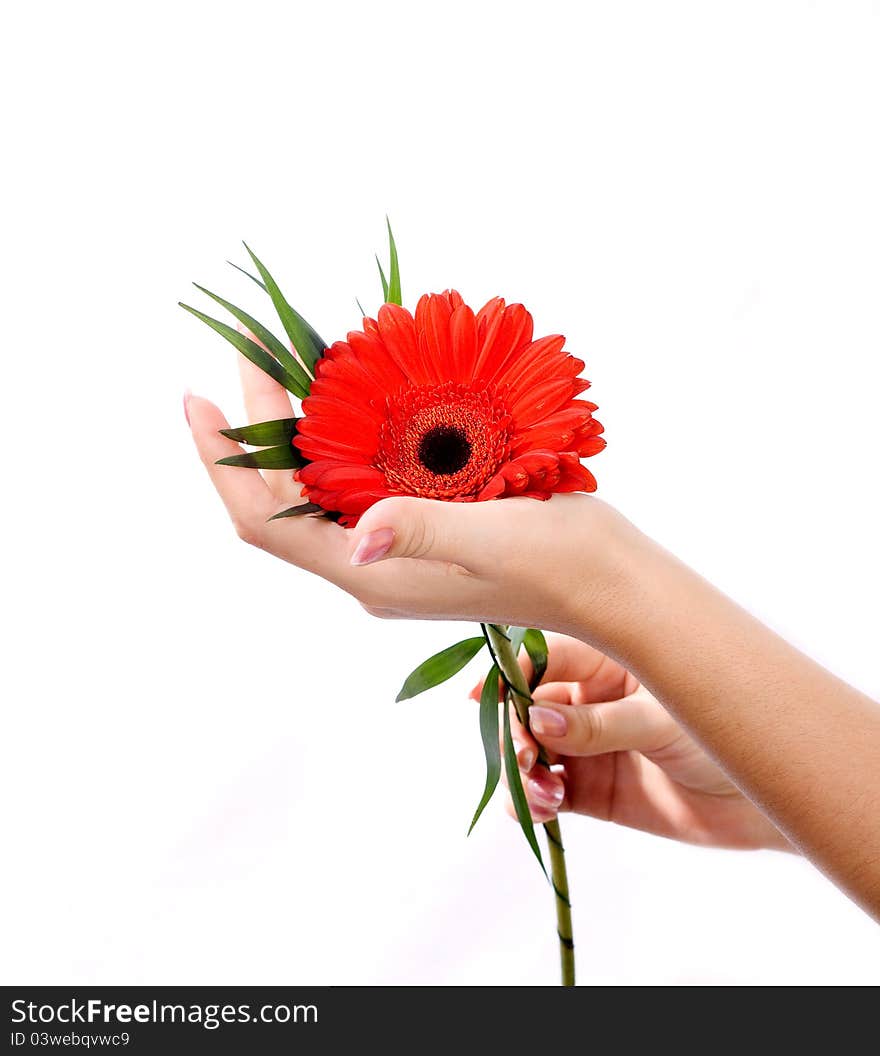 Beautiful hands with manicure and pink flower in reflection. Beautiful hands with manicure and pink flower in reflection.