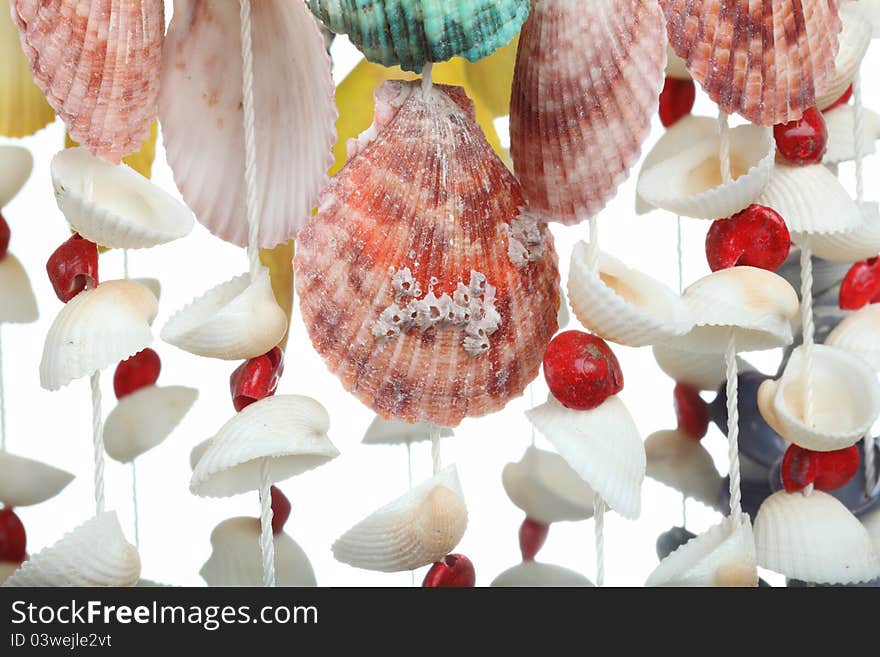 Many color shells on white background