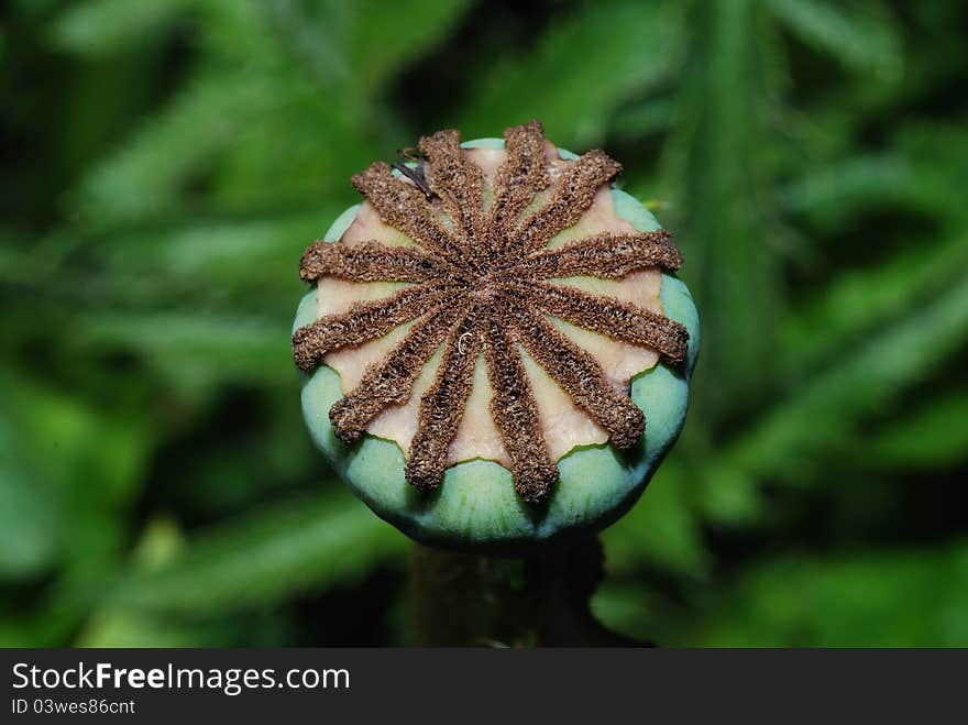 Mature poppy seeds in garden and summer