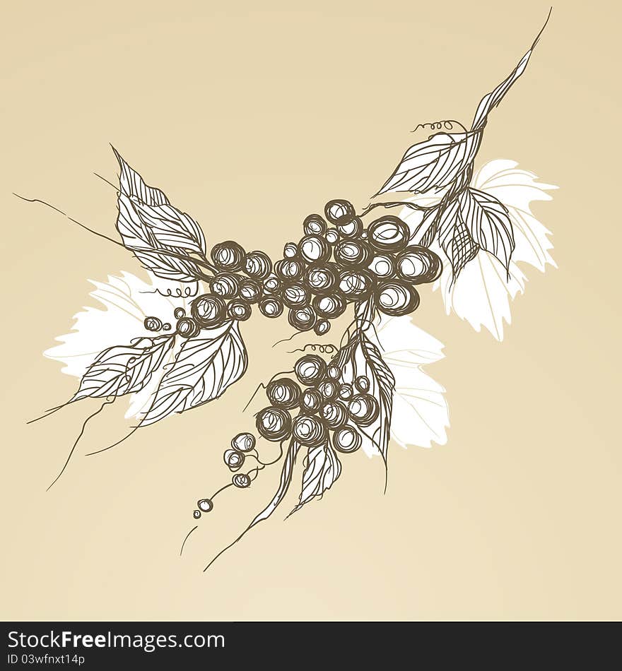 Vintage grapes with leaves and graphic sketch of. Vintage grapes with leaves and graphic sketch of