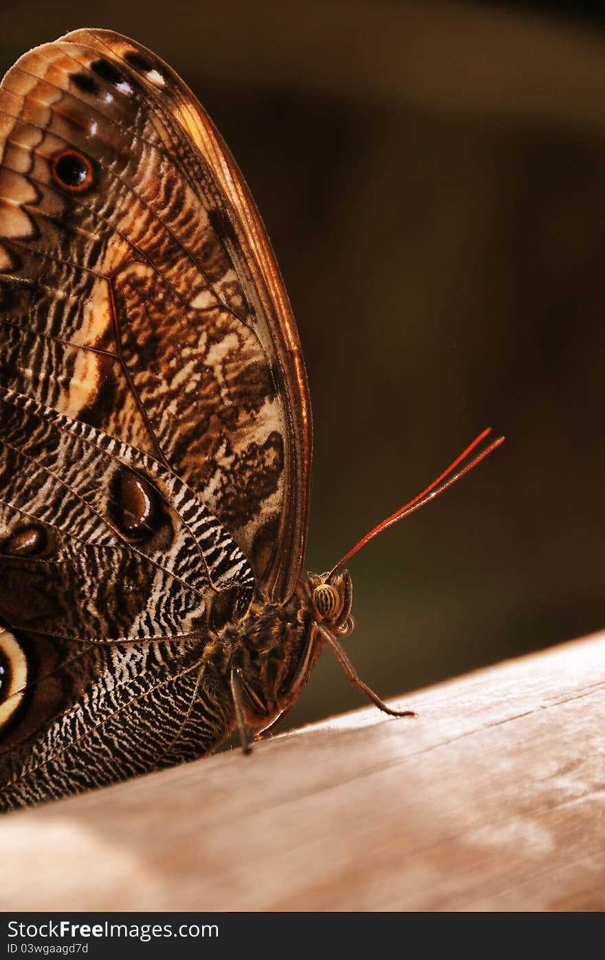 A close up photo of the owl butterfly shows its delicatness. A close up photo of the owl butterfly shows its delicatness.