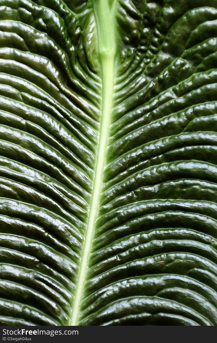 The uneven pattern of a leaf makes for eye pleasing pattern,of waves parting. The uneven pattern of a leaf makes for eye pleasing pattern,of waves parting.