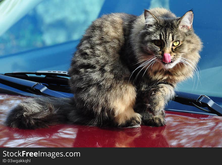 A pretty cat gets caught mid lick as she looks at the photographer. A pretty cat gets caught mid lick as she looks at the photographer.