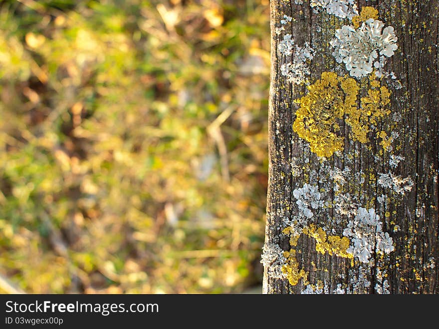 Moss and lichen growing in atum on bench.