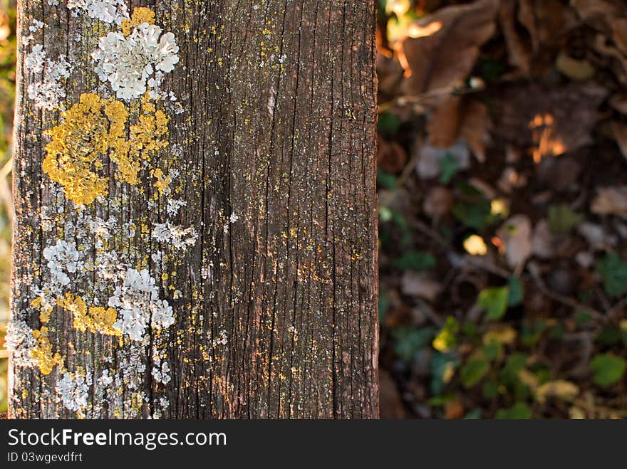 Moss and lichen growing in atum on bench.