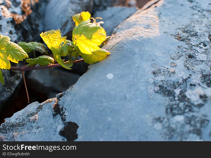 Vine tree growing on wall of stones.