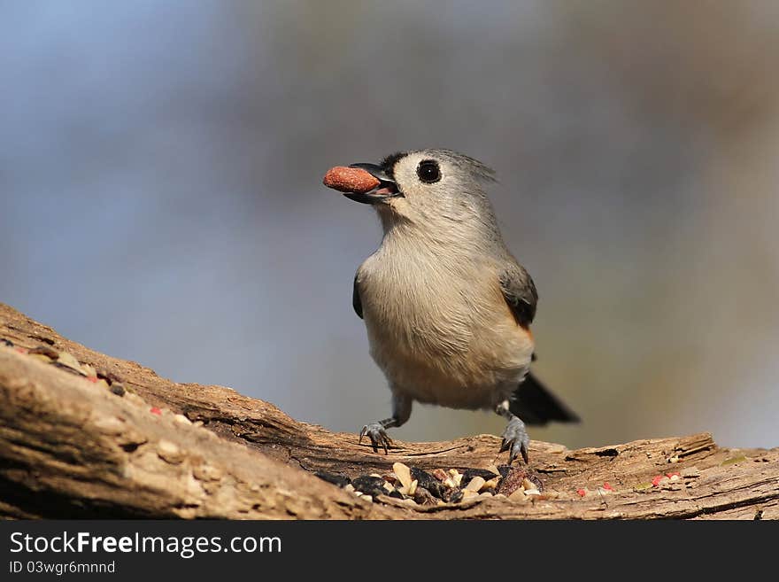 Happy Titmouse