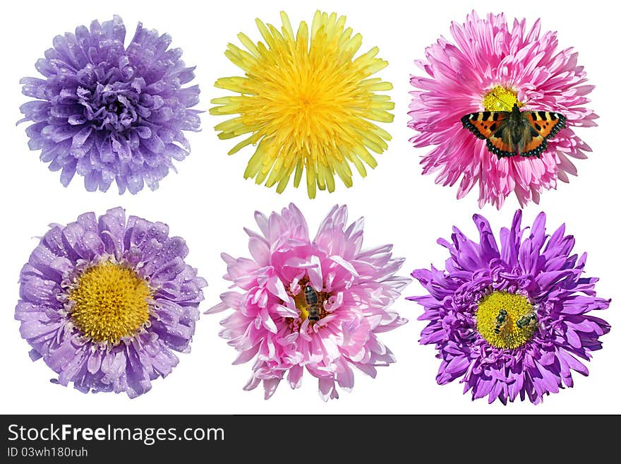 Set of flowers with butterfly, bees and drops isolated on white background.