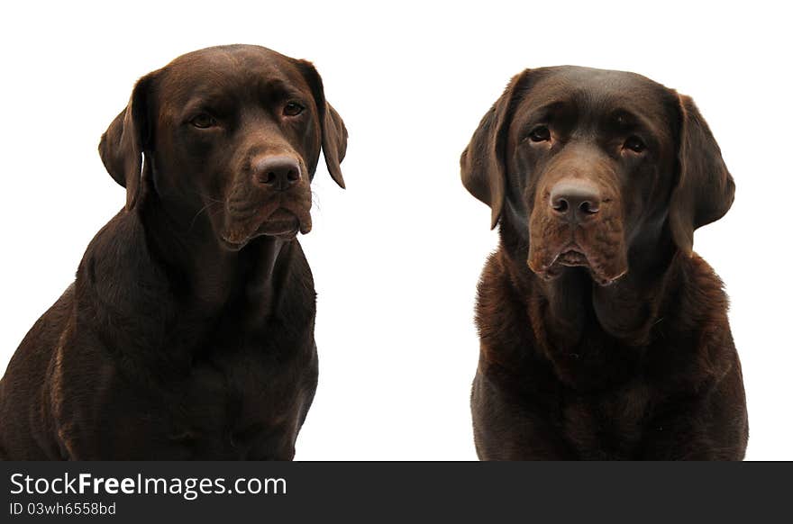 Two chocolate labradors