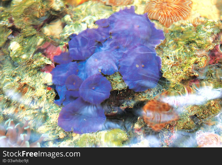 A mature blue corals in green connection, kota kinabalu sabah. A mature blue corals in green connection, kota kinabalu sabah