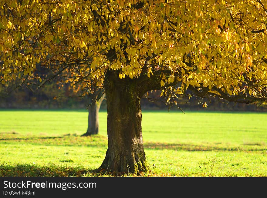 A tree with autumnal foliage. A tree with autumnal foliage