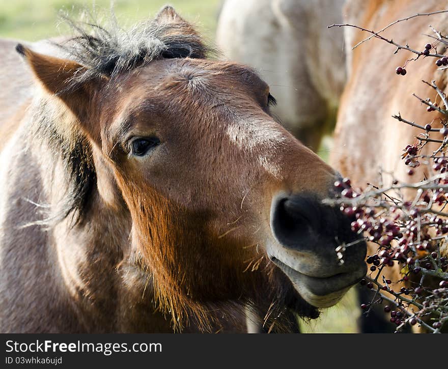 A horse grazing on berries