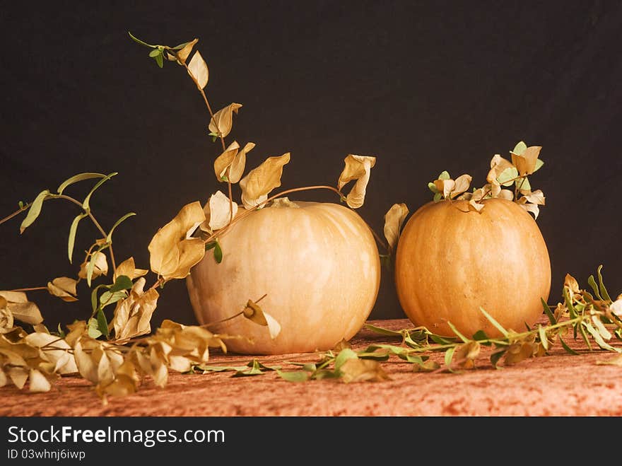 Pumpkins have always been seen as something more than just a vegetable. In Anglo-Saxon countries pumpkin is used for the construction of the Jack o lantern, lantern rudimentary feature used during Halloween to ward off witches and ghosts that come out during the holidays by GREENWOOD, connecting the world of the living to the dead