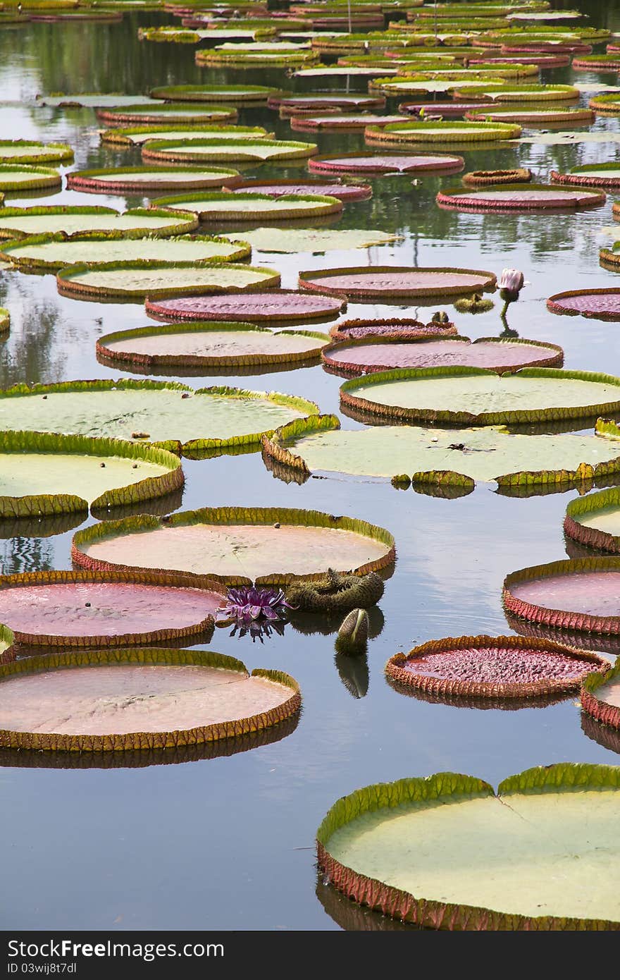 Royal Water Lily in marsh outdoor