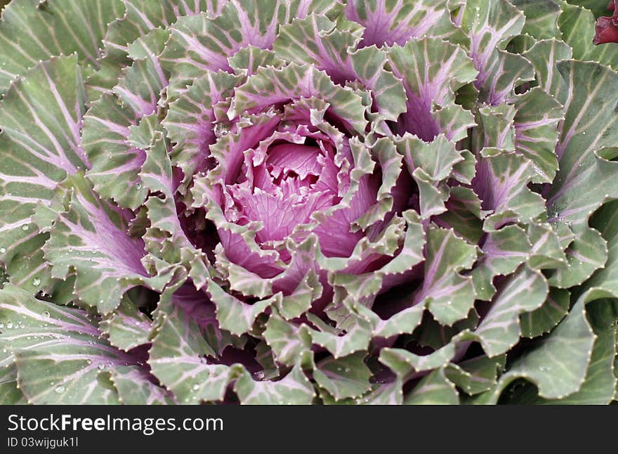Closeup of pink and green ornamental cabbage. Closeup of pink and green ornamental cabbage.