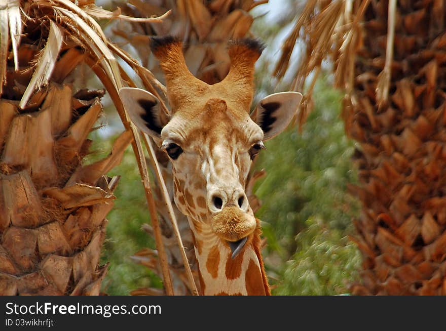 Giraffe and palm trees showing similarity of colour and pattern