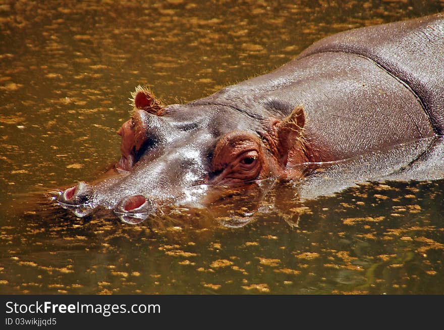 Hippo resting on the lake surface