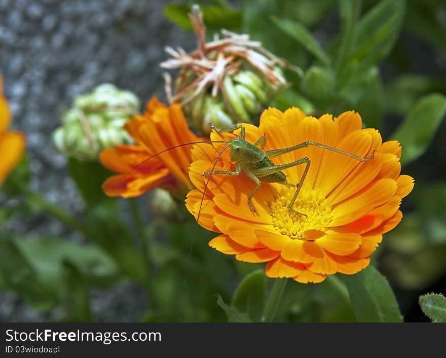 Green grasshopper standing on orange flower