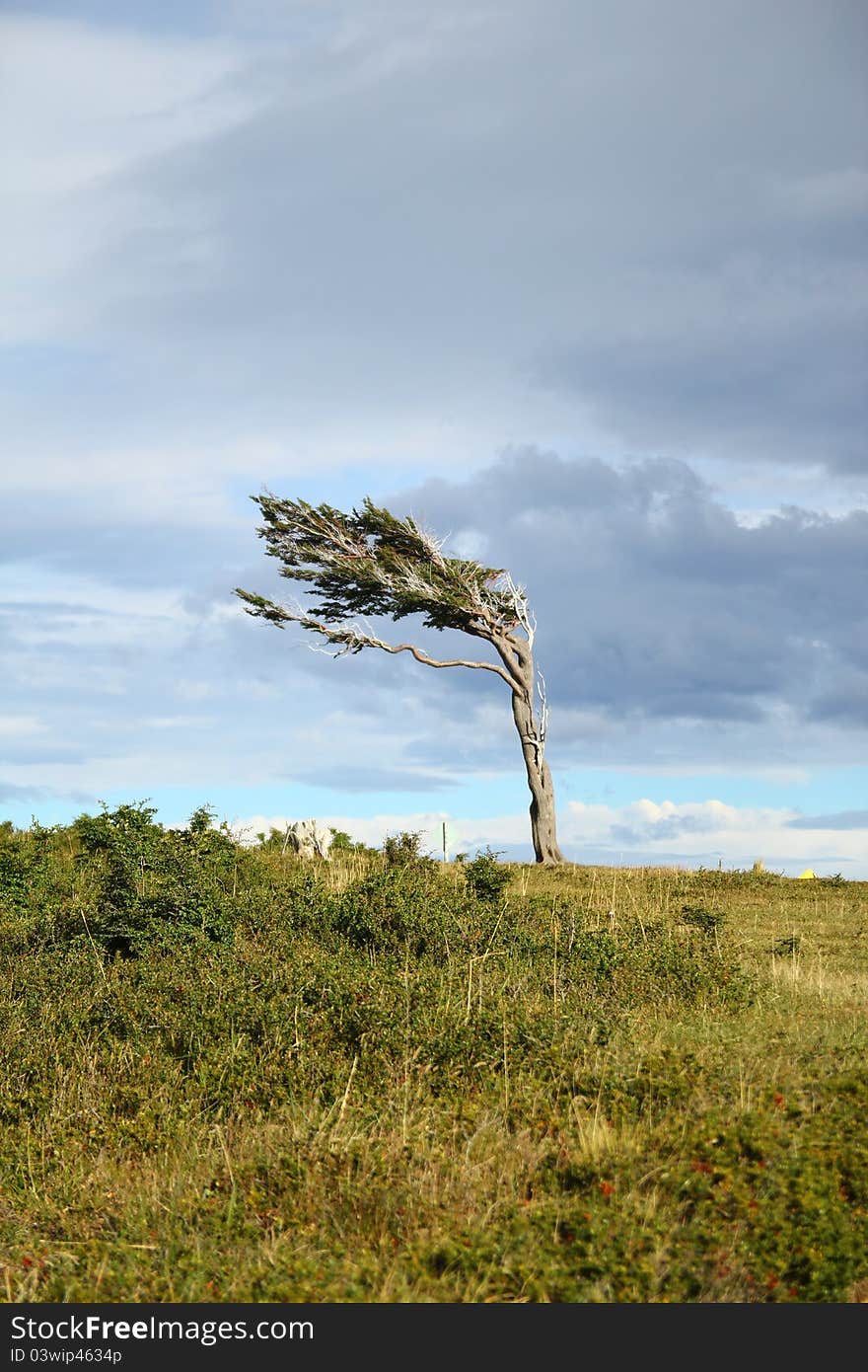 Single tree struggling against the force of powerful wind in Patagonia. Single tree struggling against the force of powerful wind in Patagonia