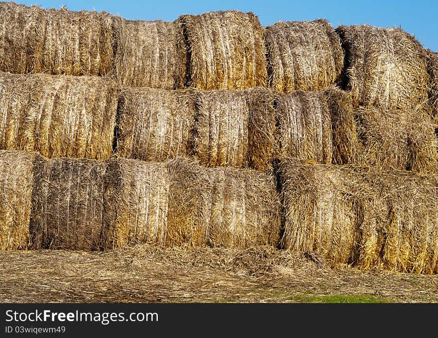 Many hay rolls stacked up and drying in the warm sun