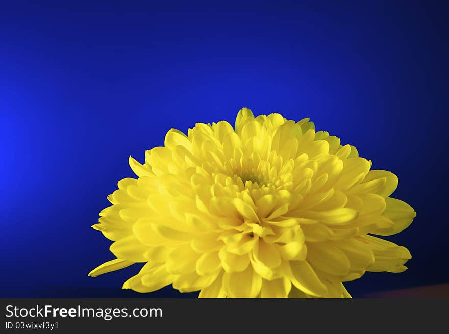 Beautiful, yellow chrysanthemum on blue burst backround. Beautiful, yellow chrysanthemum on blue burst backround.