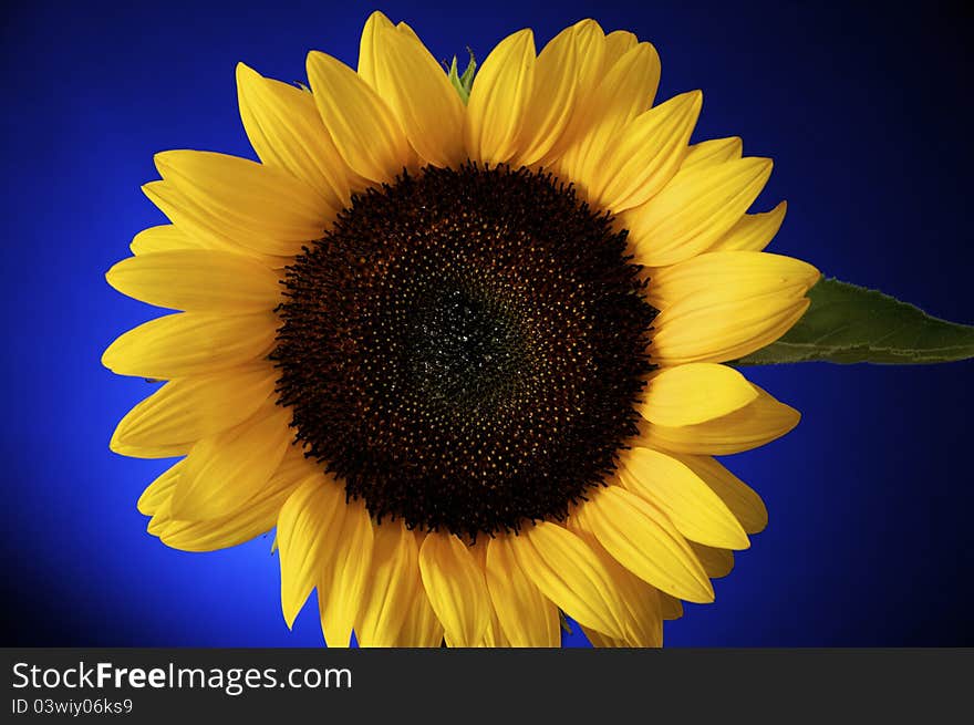 Detailed, Colorful Sunflower, on blue burst backround.