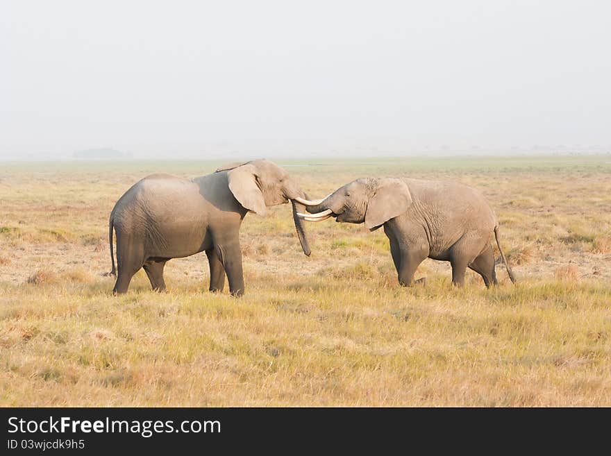 Two Elephants Stand Face To Face