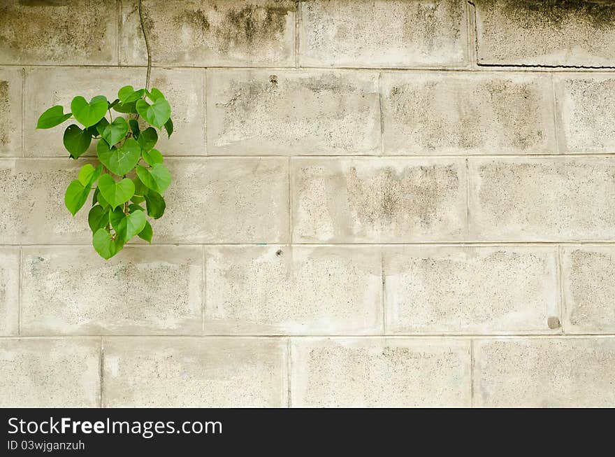 Old Brick Wall With Green Leafs