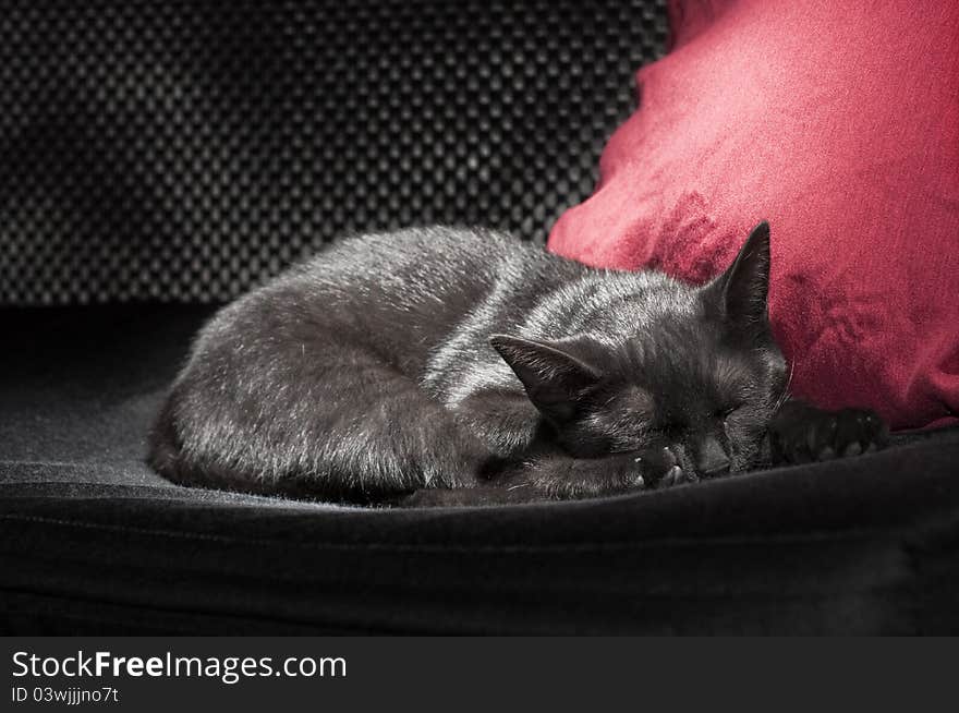 Black cat sleeping