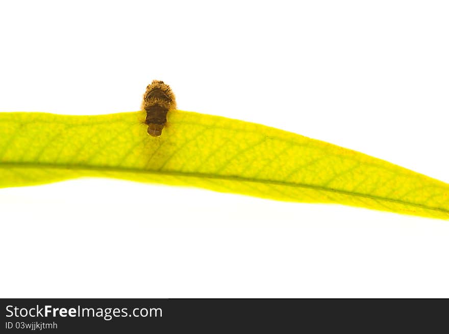 Barbed worm on the green leaf - Gypsy Moth Lymantria Dispar