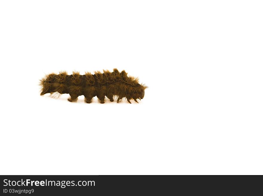 Isolated caterpillar on white