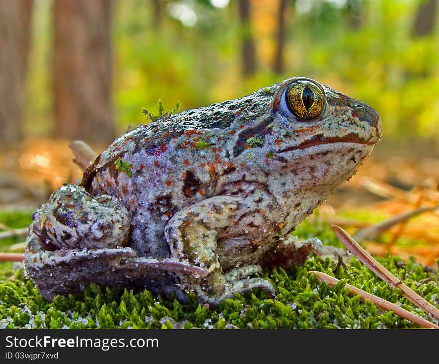 Gray Frog