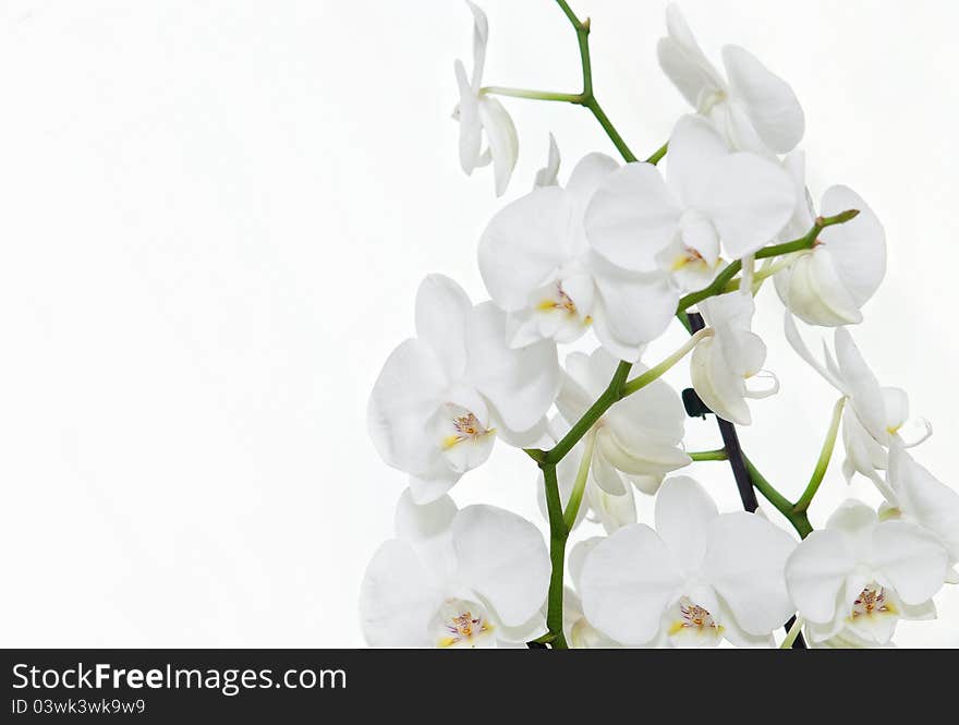 Delicate white orchid isolated on white