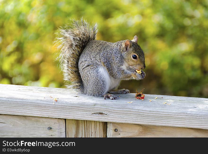 Squirrel With A Snack