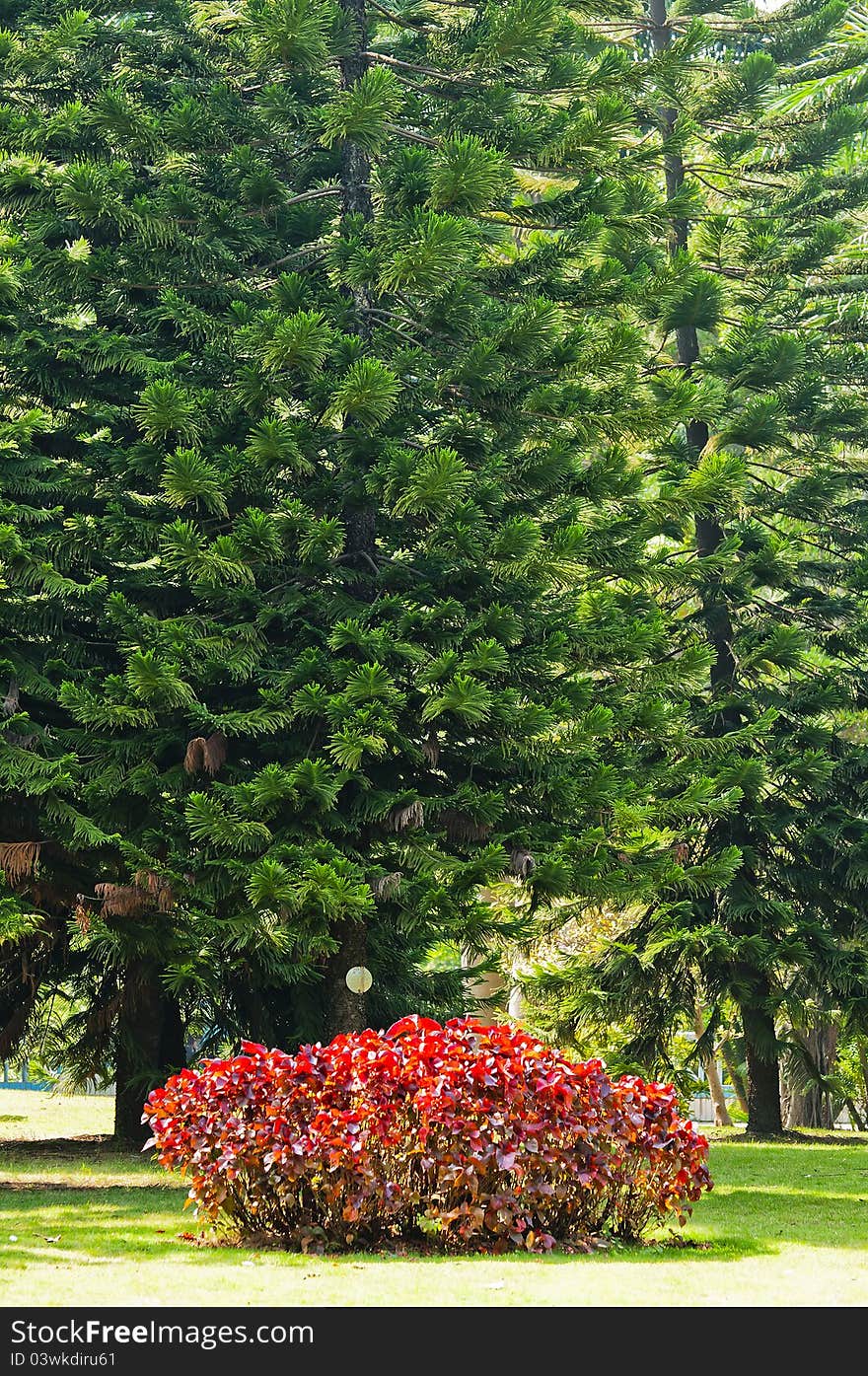 Cedar  tree   in  the  park