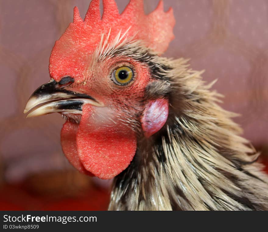 Black and white roosters head closeup