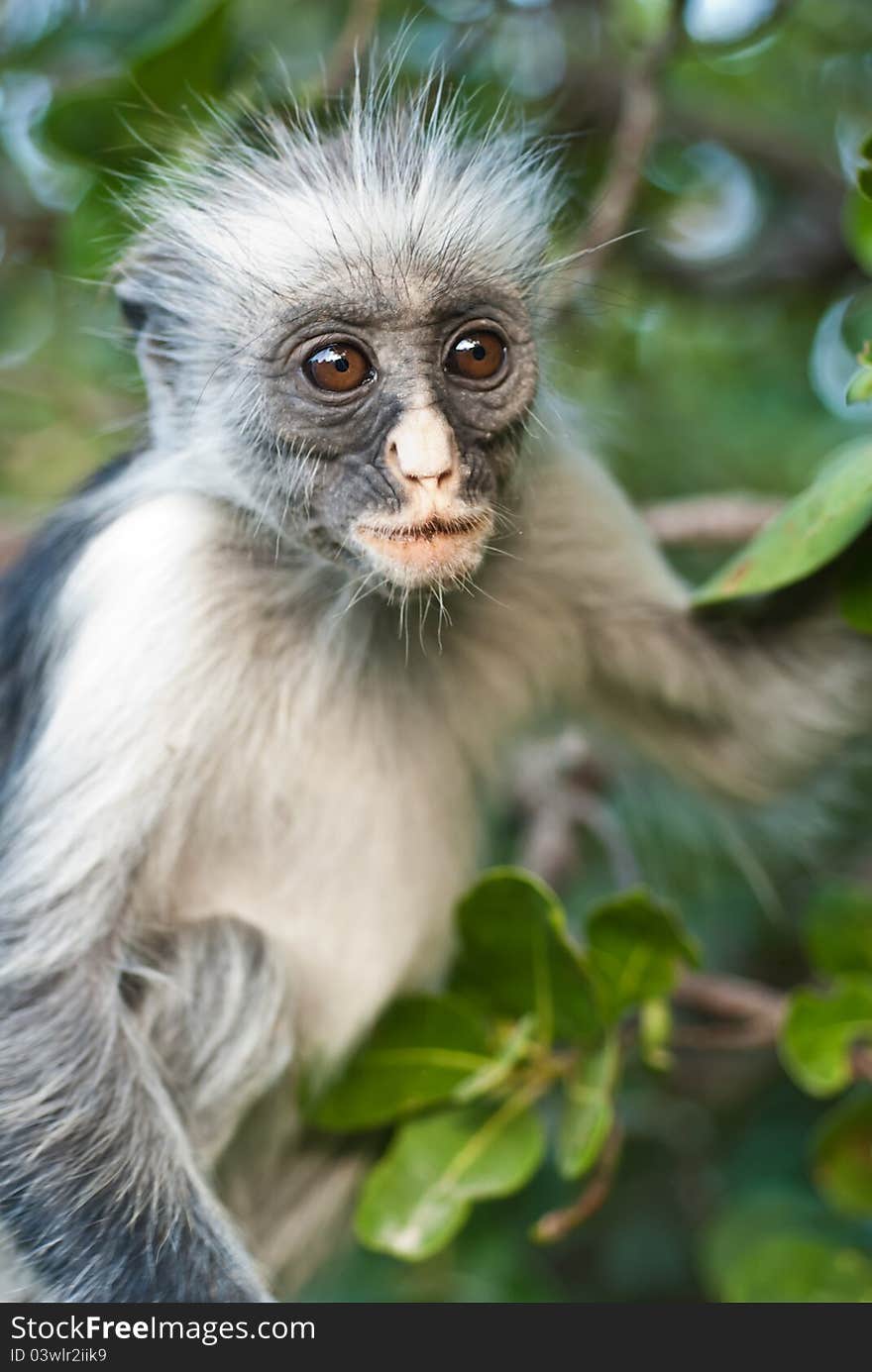 Portrait of a red colobus of zanzibar